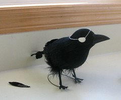 Crow with Eye Patch