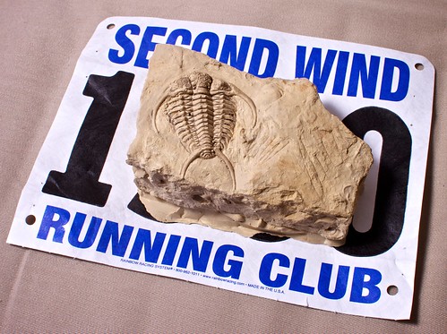 Trilobite fossil casting race award