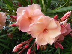 Closeup of peach oleander