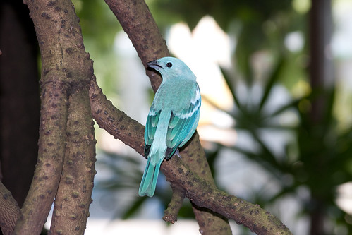  フリー画像| 動物写真| 鳥類| 野鳥| 青い鳥|       フリー素材| 