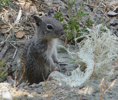 Fauna of Soka - Squirrel standing