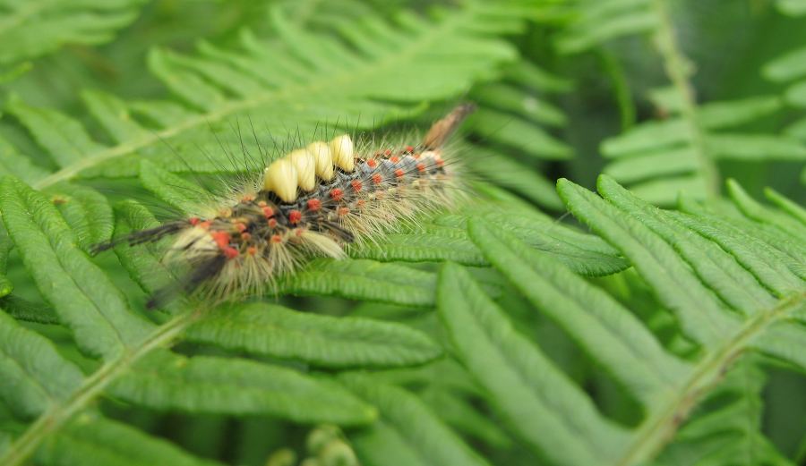 Very Hairy Caterpillar
