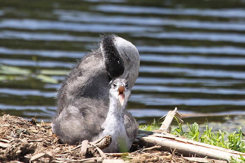 American Coot Young