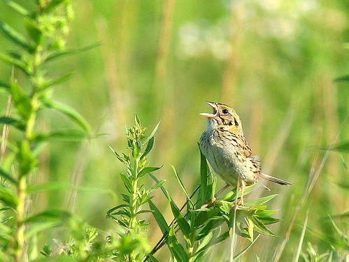 Henslow's Sparrow 3-20090805