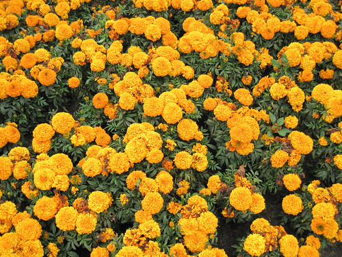 Marigolds by you.