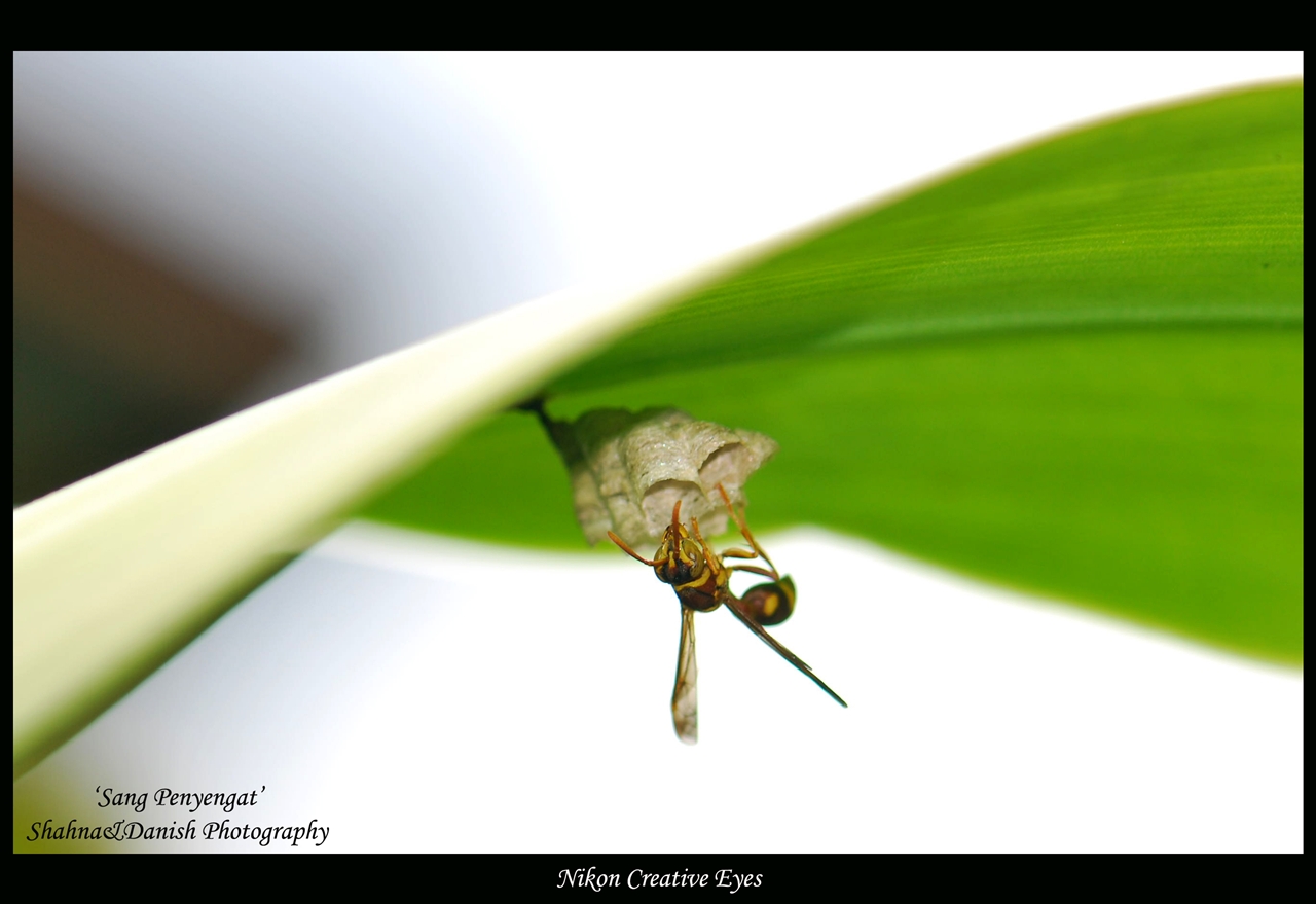 a bee