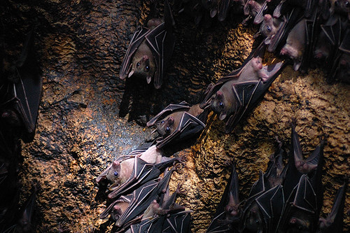Monfort Bats Siesta Time
