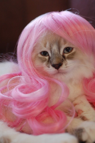 I like how this wig brings out the pink in my paw pads