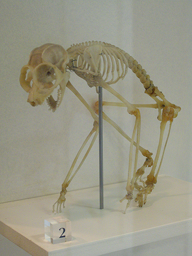Slender Loris Skeleton