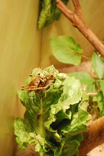 Grasshoppers Getting It On (by rycordell)