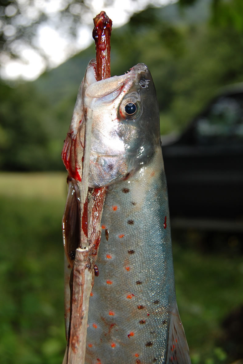 trout-big