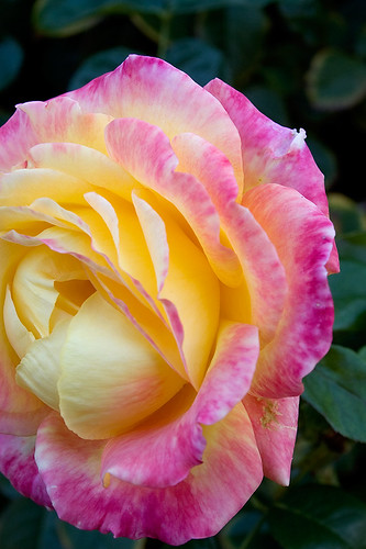 Rose, Rose Garden, Heather Farms, Walnut Creek, CA