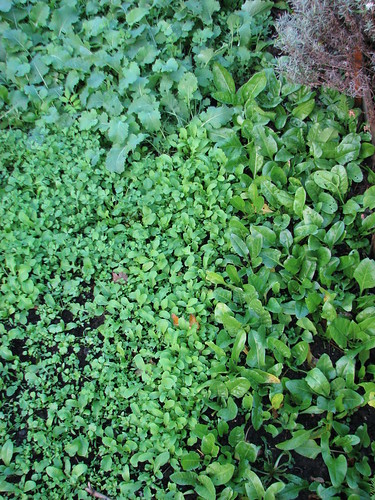 In the garden...Autumn: Spinach, Fenugreek and Mustard ਪਾਲਕ, ਮੇਥੇ ਅਤੇ ਸਰੋਂ by Leicesteographer