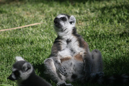 Lemur at Adelaide Zoo