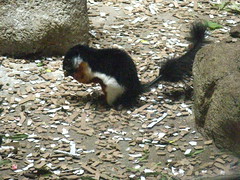 Squirrel at the zoo