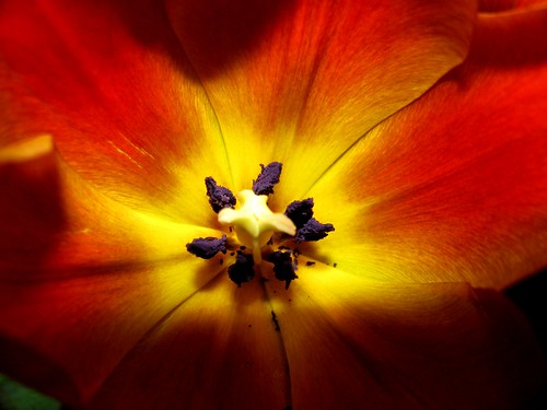 orange tulip 3