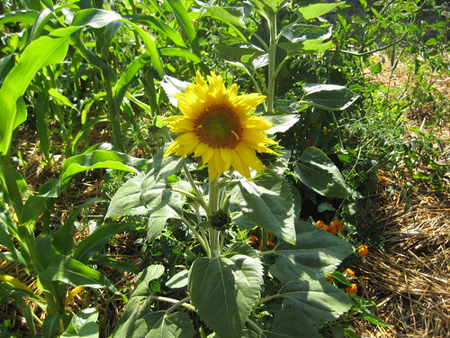 first sunflower
