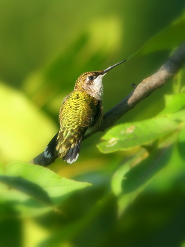 Ruby-throated Hummingbird 2-20090813