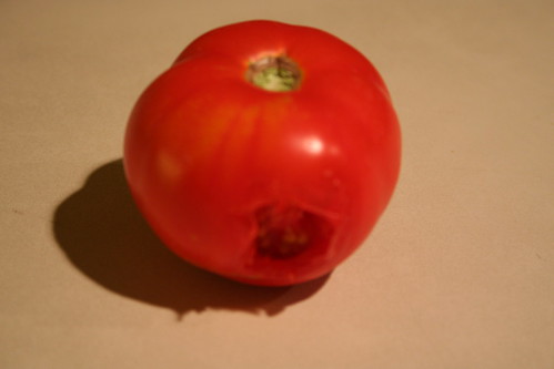 Another tomato sacrificed to the birds