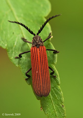 2.13 Long-nosed Lycid Beetle ... non stack