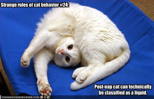 Rule Of Cat Behaviour
