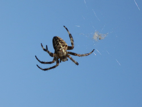 found a spider spinning a web