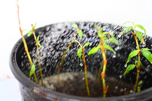 Vietnamese coriander sprouts