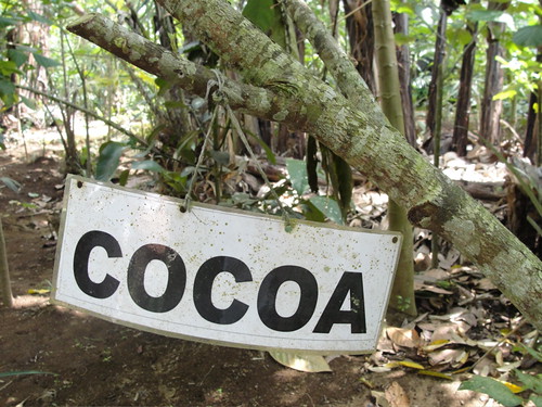 cacao trees only natural here