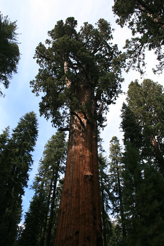 Giant Forest Sequoias