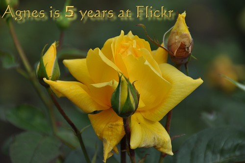 Flickr birthday