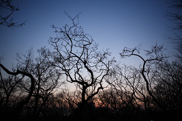 夕闇の枯木