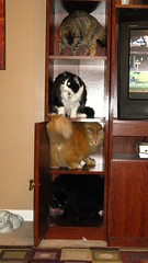 Four-cat stack