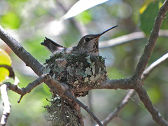 anna's hummingbird on nest