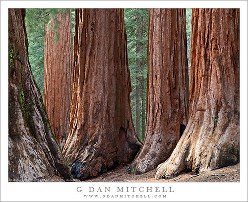 Five Sequoias, Mariposa Grove