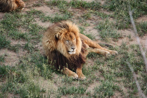 Male lion #1