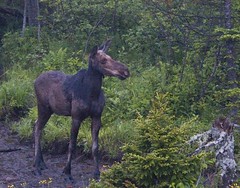 Maine Moose