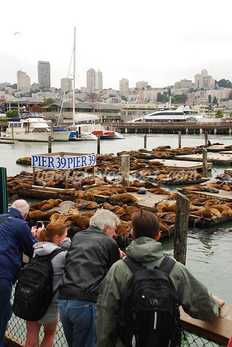 Sea lions @ Pier 39