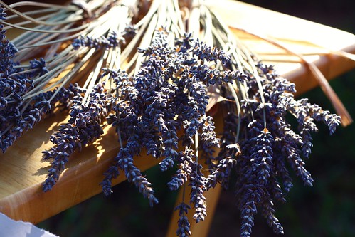 farmers market lavender.
