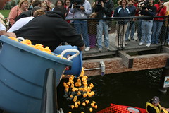 Rubber Ducks Being Poured Into Milwaukee River
