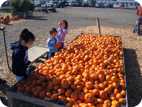Picking Perfect Pumpkins