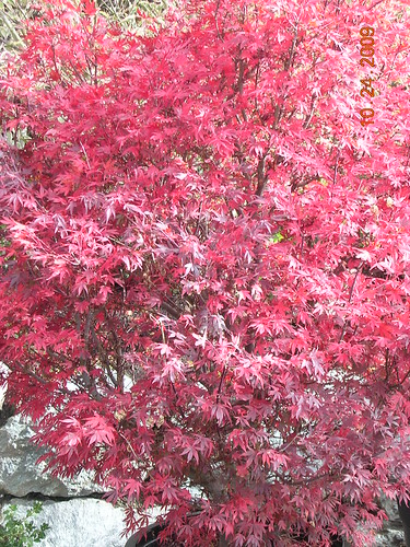 japanese maple tree cost. dwarf japanese maple trees