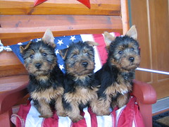 Teddy, Jazz and Dori 10 Weeks Old and Patriotic!