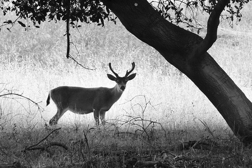 Deer Sighting