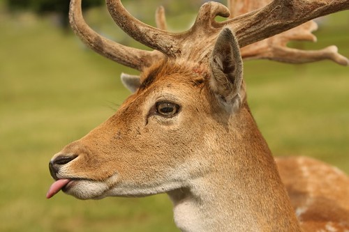 funny deer pictures. Funny Deer poking it#39;s tongue