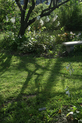 shadows on the lawn