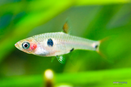 what do goldfish eggs look like in a fish tank. Small aquarium fish