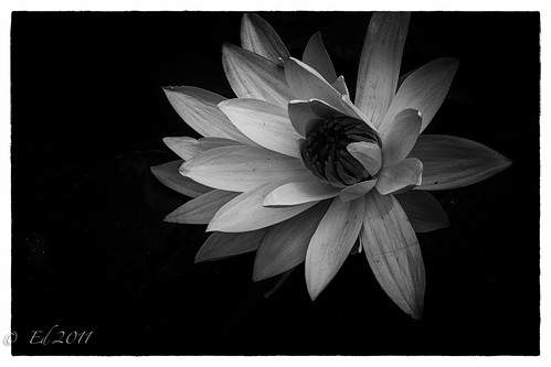 Water Lily by photomyhobby