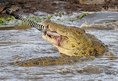 Crocodile Dismembering Zebra, Mara River, Maasai Mara, Kenya