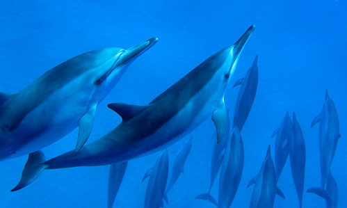 061409_Dolphins_0222