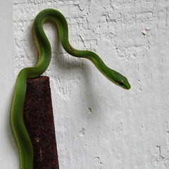 snake2